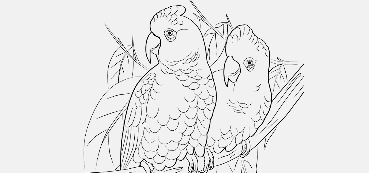 Educational and Technical Illustrators